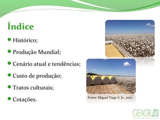 Índice
Histórico;
Produção Mundial;
Cenário atual e tendências;
Custo de produção;
Tratos culturais;
Cotações. Fonte: Miguel Tiago S. Jr., 2017.
 