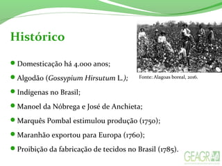 Histórico
Domesticação há 4.000 anos;
Algodão (Gossypium Hirsutum L.);
Indígenas no Brasil;
Manoel da Nóbrega e José de Anchieta;
Marquês Pombal estimulou produção (1750);
Maranhão exportou para Europa (1760);
Proibição da fabricação de tecidos no Brasil (1785).
Fonte: Alagoas boreal, 2016.
 