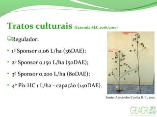 Tratos culturais (fazenda SLC 2016/2017)
Regulador:
• 1º Sponsor 0,06 L/ha (36DAE);
• 2º Sponsor 0,150 L/ha (50DAE);
• 3º Sponsor 0,200 L/ha (80DAE);
• 4º Pix HC 1 L/ha - capação (140DAE).
Fonte: Alexandre Cunha B. F., 2017.
 