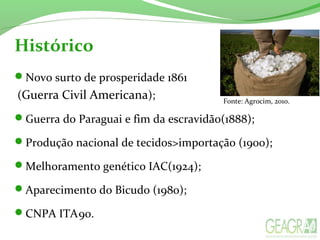 Histórico
Novo surto de prosperidade 1861
(Guerra Civil Americana);
Guerra do Paraguai e fim da escravidão(1888);
Produção nacional de tecidos>importação (1900);
Melhoramento genético IAC(1924);
Aparecimento do Bicudo (1980);
CNPA ITA90.
Fonte: Agrocim, 2010.
 
