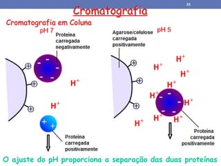 Cromatografia
Cromatografia em Coluna
O ajuste do pH proporciona a separação das duas proteínas
33
 
