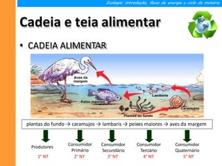 Cadeia e teia alimentar
• CADEIA ALIMENTAR
Ecologia: introdução, fluxo de energia e ciclo da matéria
plantas do fundo → caramujos → lambaris → peixes maiores → aves da margem
Produtores
Consumidor
Primário
Consumidor
Secundário
Consumidor
Terciário
Consumidor
Quaternário
1° NT 5° NT
2° NT 3° NT 4° NT
 