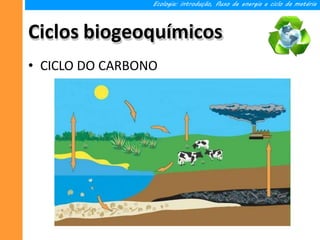 Ciclos biogeoquímicos
• CICLO DO CARBONO
Ecologia: introdução, fluxo de energia e ciclo da matéria
 