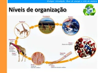 Níveis de organização
Ecologia: introdução, fluxo de energia e ciclo da matéria
 