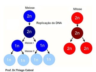 Prof. Dr.Thiago Cabral
 