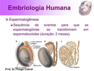 Embriologia Humana
Espermatogênese
Sequência de eventos para que as
espermatogônias se transformem em
espermatozóides (duração: 2 meses).
Prof. Dr.Thiago Cabral
 