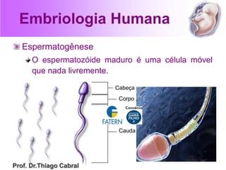 Espermatogênese
O espermatozóide maduro é uma célula móvel
que nada livremente.
Embriologia Humana
Cabeça
Corpo
Cauda
Prof. Dr.Thiago Cabral
 