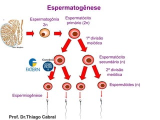 Espermatogênese
Espermatogônia
2n
Espermatócito
primário (2n)
1ª divisão
meiótica
Espermatócito
secundário (n)
Espermátides (n)
Espermiogênese
2ª divisão
meiótica
Prof. Dr.Thiago Cabral
 