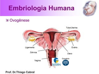 Embriologia Humana
Ovogênese
Prof. Dr.Thiago Cabral
 