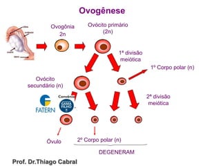 Ovogênese
Ovogônia
2n
Ovócito primário
(2n)
1ª divisão
meiótica
Ovócito
secundário (n)
Óvulo
2ª divisão
meiótica
1º Corpo polar (n)
2º Corpo polar (n)
DEGENERAM
Prof. Dr.Thiago Cabral
 