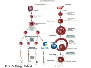 Prof. Dr.Thiago Cabral
 