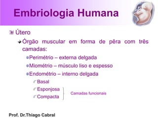 Embriologia Humana
Útero
Órgão muscular em forma de pêra com três
camadas:
Perimétrio – externa delgada
Miométrio – músculo liso e espesso
Endométrio – interno delgada
Basal
Esponjosa
Compacta
Camadas funcionais
Prof. Dr.Thiago Cabral
 