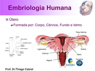 Embriologia Humana
Útero
Formada por: Corpo, Cérvice, Fundo e Istmo
Cérvice
Vagina
Ovário
Útero
Tuba Uterina
Ligamento
Prof. Dr.Thiago Cabral
 