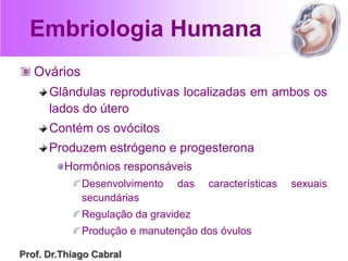 Embriologia Humana
Ovários
Glândulas reprodutivas localizadas em ambos os
lados do útero
Contém os ovócitos
Produzem estrógeno e progesterona
Hormônios responsáveis
Desenvolvimento das características sexuais
secundárias
Regulação da gravidez
Produção e manutenção dos óvulos
Prof. Dr.Thiago Cabral
 