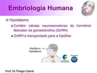 Embriologia Humana
Hipotálamo
Contém células neurosecretoras do hormônio
liberador da gonadotrofina (GnRH)
GnRH é transportado para a hipófise
Hipófise e
Hipotálamo
Prof. Dr.Thiago Cabral
 
