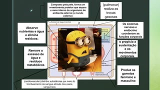 z
Composto pela pele, forma um
revestimento protetor que separa
o meio interno do organismo do
ambiente externo (o mundo
externo)
(pulmonar)
realiza as
trocas
gasosas
Absorve
nutrientes e água
e elimina
resíduos;
Remove o
excesso de
água e
resíduos
metabólicos
Produz os
gametas
feminino e
masculino
o propicia a
sustentação
e os
movimentos
corporais.
(cardiovascular) distribui substâncias por meio do
bombeamento de sangue através dos vasos
sanguíneos
Os sistemas
nervoso e
endócrino
coordenam as
funções corporais
 