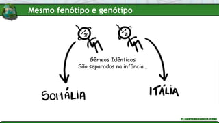 Gêmeos Idênticos
São separados na infância...
Mesmo fenótipo e genótipo
 