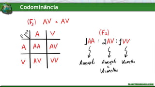 Codominância
 