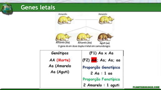 Genes letais
 