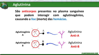 São anticorpos presentes no plasma sanguíneo
que podem interagir com aglutinogênios,
causando a lise (morte) das hemácias.
Aglutinina
Anti-A
Aglutinina
Anti-B
Aglutinogênio
A
Aglutinogênio
B
Aglutinina
 