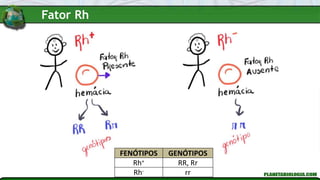 FENÓTIPOS GENÓTIPOS
Rh+ RR, Rr
Rh- rr
Fator Rh
 