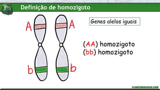 (AA) homozigoto
(bb) homozigoto
Genes alelos iguais
Definição de homozigoto
 