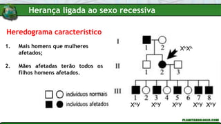 Heredograma característico
1. Mais homens que mulheres
afetados;
2. Mães afetadas terão todos os
filhos homens afetados.
XhXh
XhY XhY XhY XhY XhY
Herança ligada ao sexo recessiva
 