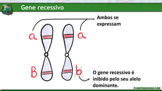 Ambos se
expressam
O gene recessivo é
inibido pelo seu alelo
dominante.
Gene recessivo
 