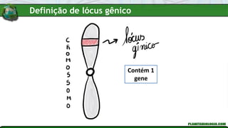 Contém 1
gene
Definição de lócus gênico
 