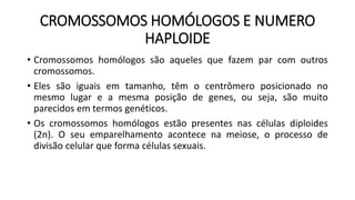 CROMOSSOMOS HOMÓLOGOS E NUMERO
HAPLOIDE
• Cromossomos homólogos são aqueles que fazem par com outros
cromossomos.
• Eles são iguais em tamanho, têm o centrômero posicionado no
mesmo lugar e a mesma posição de genes, ou seja, são muito
parecidos em termos genéticos.
• Os cromossomos homólogos estão presentes nas células diploides
(2n). O seu emparelhamento acontece na meiose, o processo de
divisão celular que forma células sexuais.
 