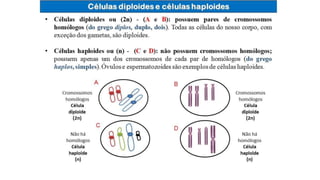 Introdução a genética.pptx