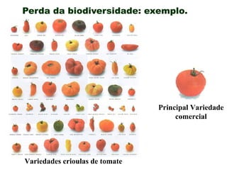 Perda da biodiversidade: exemplo.
Variedades crioulas de tomate
Principal Variedade
comercial
 