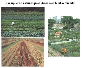 Exemplos de sistemas produtivos com biodiversidade
 