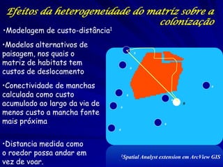 Efeitos da heterogeneidade do matriz sobre a
                                 colonização
•Modelagem de custo-distância1
•Modelos alternativos de
paisagem, nos quais o
matriz de habitats tem
custos de deslocamento
•Conectividade de manchas
calculada como custo
acumulado ao largo da via de
menos custo a mancha fonte
mais próxima


•Distancia medida como
o roedor possa andar em          1Spatial   Analyst extension em ArcView GIS
vez de voar.
 