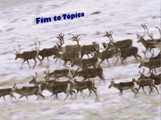 Introdução a meta populações