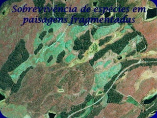 Sobrevivência de espécies em
  paisagens fragmentadas
 