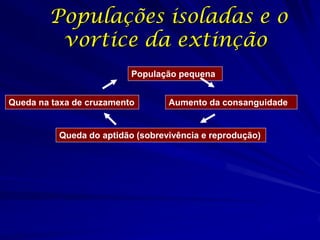 Populações isoladas e o
         vortice da extinção
                          População pequena


Queda na taxa de cruzamento       Aumento da consanguidade


          Queda do aptidão (sobrevivência e reprodução)
 