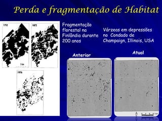 Perda e fragmentação de Habitat
          Fragmentação
          florestal na        Várzeas em depressões
          Finlândia durante   no Condado de
          200 anos            Champaign, Illinois, USA

                                           Atual
              Anterior
 