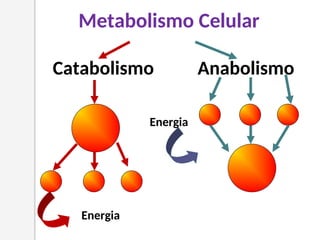 Metabolismo Celular
Catabolismo Anabolismo
Energia
Energia
 