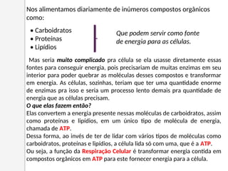 Mas seria muito complicado pra célula se ela usasse diretamente essas
fontes para conseguir energia, pois precisariam de muitas enzimas em seu
interior para poder quebrar as moléculas desses compostos e transformar
em energia. As células, sozinhas, teriam que ter uma quantidade enorme
de enzimas pra isso e seria um processo lento demais pra quantidade de
energia que as células precisam.
O que elas fazem então?
Elas convertem a energia presente nessas moléculas de carboidratos, assim
como proteínas e lipídios, em um único tipo de molécula de energia,
chamada de ATP.
Dessa forma, ao invés de ter de lidar com vários tipos de moléculas como
carboidratos, proteínas e lipídios, a célula lida só com uma, que é a ATP.
Ou seja, a função da Respiração Celular é transformar energia contida em
compostos orgânicos em ATP para este fornecer energia para a célula.
Nos alimentamos diariamente de inúmeros compostos orgânicos
como:
• Carboidratos
• Proteínas
• Lipídios
Que podem servir como fonte
de energia para as células.
 