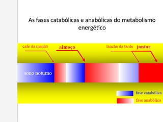 As fases catabólicas e anabólicas do metabolismo
energético
 
