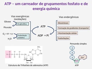 ATP – um carreador de grupamentos fosfato e de
energia quimica
Via glicolítica
Fosforilação
oxidativa
Biossínteses
Formação de gradientes (transporte)
Movimentação celular
Glicose
Piruvato
O2 + H+
+ e-
H2O
ATP
ADP + Pi
Fosforilações
Estrutura do Trifosfato de adenosina (ATP)
P
P
Ribose
Base
P
ATP
Pensando simples
Vias exergônicas
(oxidações)
Vias endergônicas
 