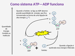 Como sistema ATP—ADP funciona
Quantidade
de
Energia
Contida na
molécula
P
fosfato
P
P
Ribose
Base
ADP
a
b
P
P
Ribose
Base
P
ATP
g
a
b
Quando o fosfato se liga ao ADP absorve
grande quantidade de energia, que fica
armazenada na forma de uma ligação de
alta energia ( )
Quando a ligação é
quebrada essa energia é liberada
Energi
a
 