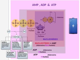 Adenina
Pentose
Fosfato
A
NUCLEOSÍDEO
NUCLEOTÍDEO = AMP
(Adenosina Monofosfato)
ADP (Adenosina
Difosfato)
ATP (Adenosina
Trifosfato)
AMP , ADP & ATP
 