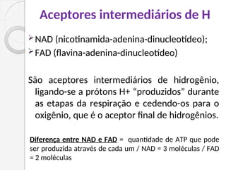 Aceptores intermediários de H
NAD (nicotinamida-adenina-dinucleotídeo);
FAD (flavina-adenina-dinucleotídeo)
São aceptores intermediários de hidrogênio,
ligando-se a prótons H+ “produzidos” durante
as etapas da respiração e cedendo-os para o
oxigênio, que é o aceptor final de hidrogênios.
Diferença entre NAD e FAD = quantidade de ATP que pode
ser produzida através de cada um / NAD = 3 moléculas / FAD
= 2 moléculas
 