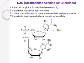 NAD
NAD (Nicotinamida Adenina Dinucleotídeo)
H+
●¯ + H+
 Composto orgânico, forma ativa da coenzima B3;
 Encontrado nas células dos seres vivos;
 Transportador de elétrons nas reações metabólicas de oxirredução;
 Importante papel na produção de energia para a célula.
 