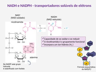 NADH e NADPH - transportadores solúveis de elétrons
No NADP este grupo
hidroxila
é esterificado com fosfato
P
P
Ribose
Base
Base
P
Fórmula esquemática
do NAD(P)+
+
NAD+
(NAD oxidado) NADH
(NAD reduzido)
nicotinamida
adenina
Capacidade de se oxidar e se reduzir
A nicotinamida é o grupamento funcional
Incorpora um íon hidreto (H2
-
)
Ribose
 