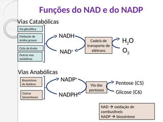 Funções do NAD e do NADP
NAD  oxidação de
combustíveis
NADP  biossíntese
Via glicolítica
Ciclo de Krebs
Oxidação de
ácidos graxos Cadeia de
transporte de
elétrons
NAD+
NADH
O2
H2O
Biossíntese
de lipídeos
Outras
biossínteses
Via das
pentoses
NADPH
NADP+
Glicose (C6)
Pentose (C5)
Vias Anabólicas
Vias Catabólicas
Outras vias
oxidativas
 