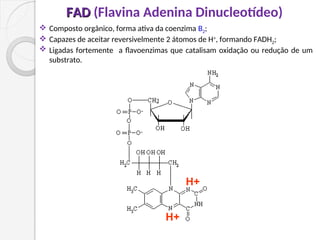 FAD
FAD (Flavina Adenina Dinucleotídeo)
H+
H+
 Composto orgânico, forma ativa da coenzima B2;
 Capazes de aceitar reversivelmente 2 átomos de H+
, formando FADH2;
 Ligadas fortemente a flavoenzimas que catalisam oxidação ou redução de um
substrato.
 