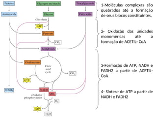 1-Moléculas complexas são
quebrados até a formação
de seus blocos constituintes.
2- Oxidação das unidades
monoméricas até a
formação de ACETIL- CoA
3-Formação de ATP, NADH e
FADH2 a partir de ACETIL-
CoA
4- Síntese de ATP a partir de
NADH e FADH2
 